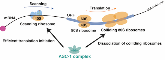 The ASC‐1 complex promotes translation initiation by scanning ribosomes ...