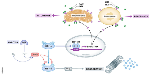 Peroxiphagy Mitochondria and peroxisomes are NIXed for clearance | The EMBO Journal ...