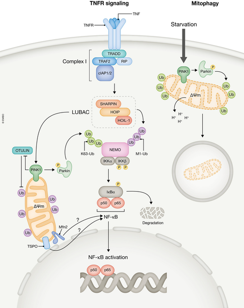 LUBAC and NF‐κB trigger a nuclear response from mitochondria | The EMBO ...