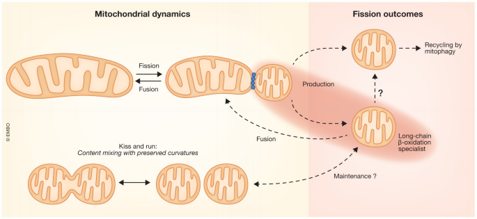 Fuel oxidation under the control of mitochondrial shape and dynamics ...
