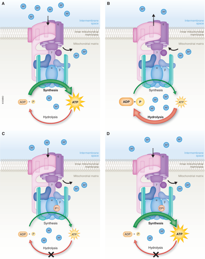 The mitochondrial ATP synthase as an ATP consumer—a surprising ...