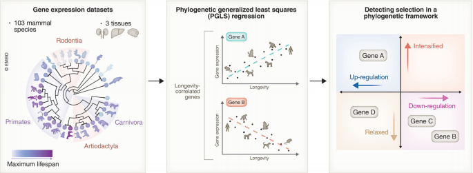 Evolutionary paths to mammalian longevity through the lens of gene ...