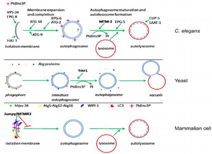 Pi3p Localization PI3P phosphatase activity is required for autophagosome maturation and ...