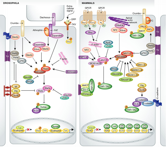 The Hippo signaling pathway in stem cell biology and cancer | EMBO ...