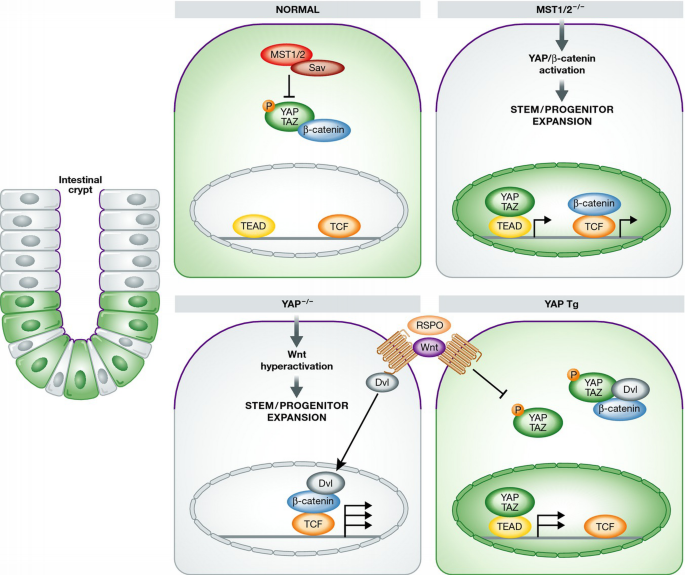 The Hippo signaling pathway in stem cell biology and cancer | EMBO ...