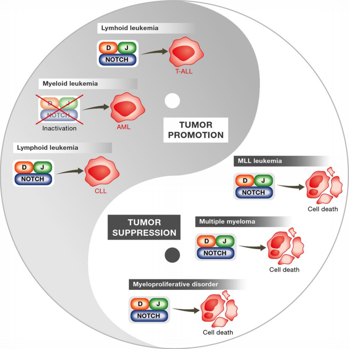 Pleiotropic roles of Notch signaling in normal, malignant, and ...