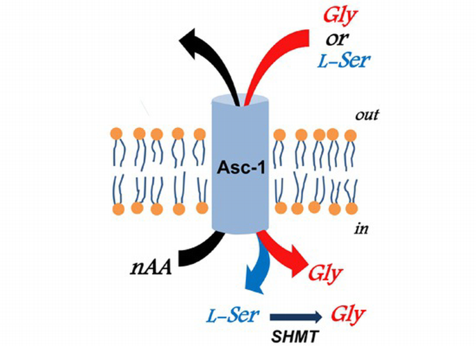 The alanine‐serine‐cysteine‐1 (Asc‐1) transporter controls glycine ...