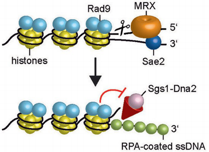 Escape of Sgs1 from Rad9 inhibition reduces the requirement for Sae2 ...