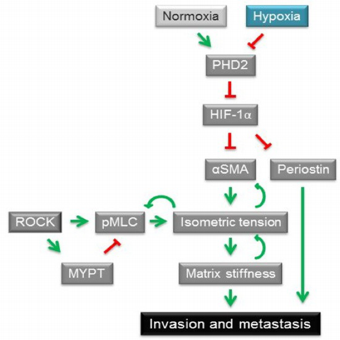 Hypoxia and loss of PHD2 inactivate stromal fibroblasts to decrease ...