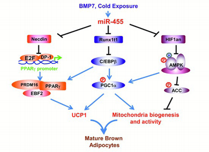 MicroRNA‐455 regulates brown adipogenesis via a novel HIF1an‐AMPK‐PGC1α ...