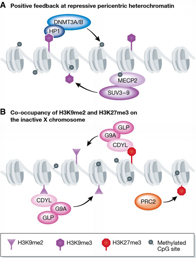 The interplay of histone modifications – writers that read | EMBO ...
