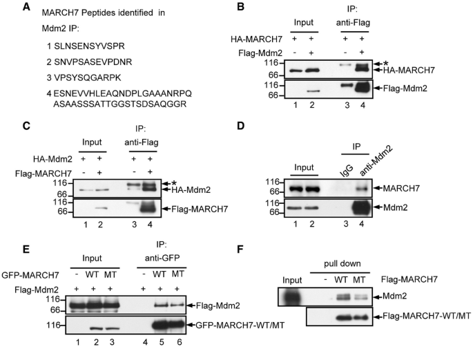Regulation of the Mdm2–p53 pathway by the ubiquitin E3 ligase MARCH7 ...
