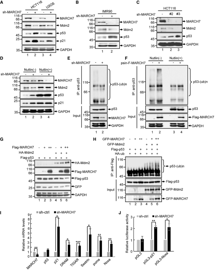 Regulation of the Mdm2–p53 pathway by the ubiquitin E3 ligase MARCH7 ...