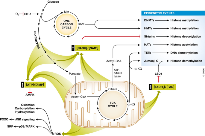 Cell fate decisions: emerging roles for metabolic signals and cell ...