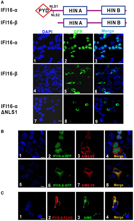 Inhibition of AIM2 inflammasome activation by a novel transcript ...