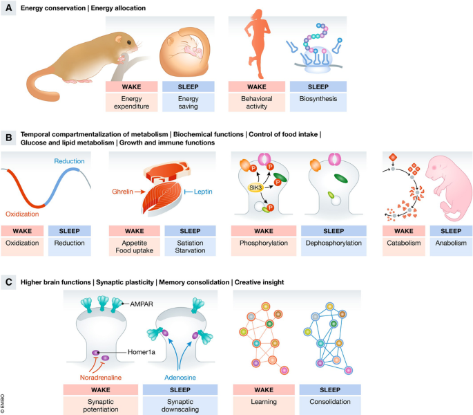 Genetic sleep deprivation: using sleep mutants to study sleep functions ...