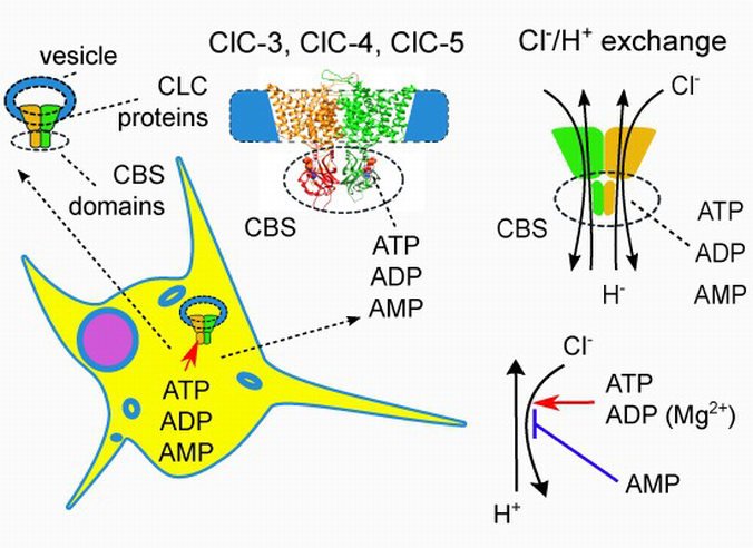Metabolic energy sensing by mammalian CLC anion/proton exchangers ...