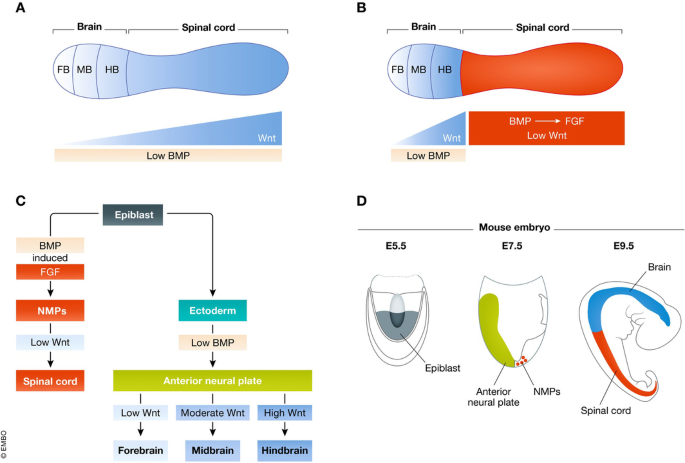 Transformation of a neural activation and patterning model | EMBO ...