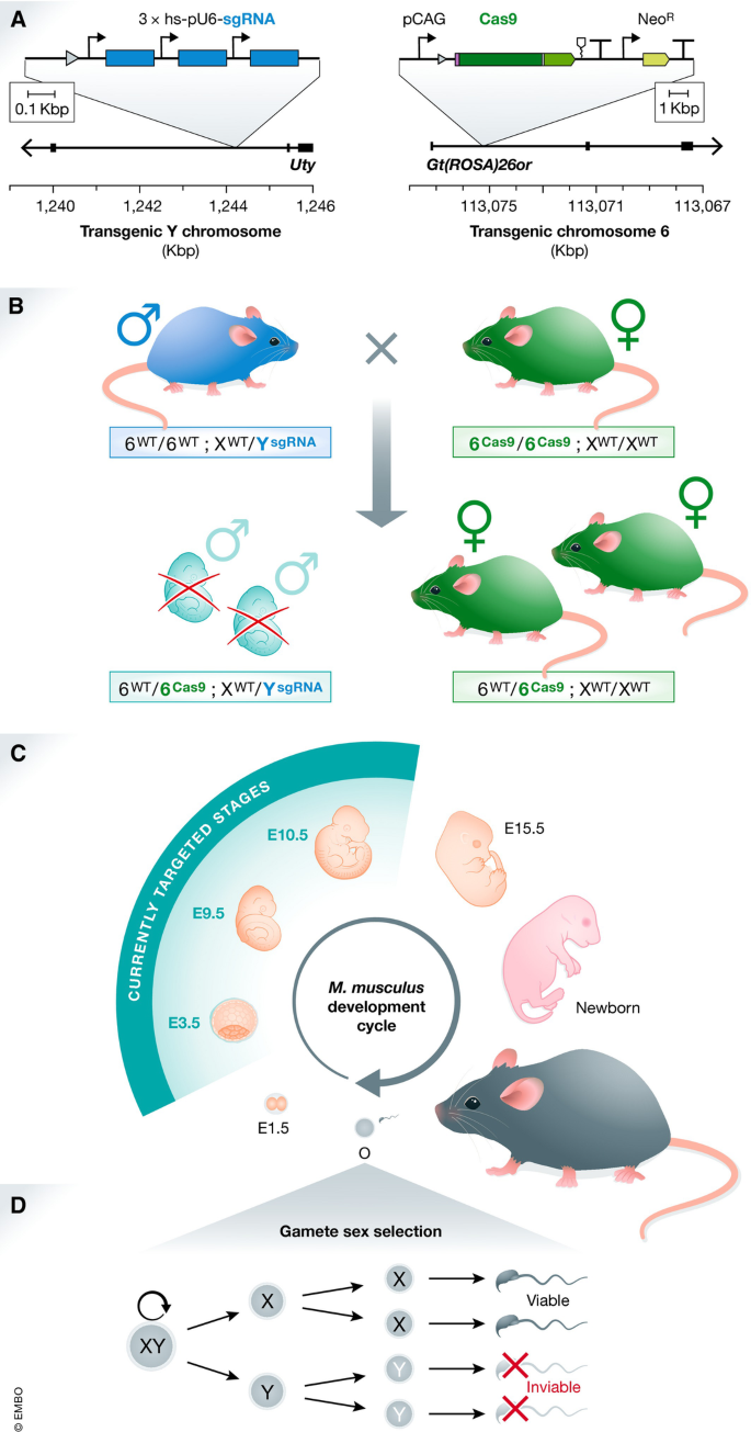 Genetic manipulation of sex ratio in mammals: the Reaper comes for ...