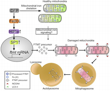 Iron loss triggers mitophagy through induction of mitochondrial ...