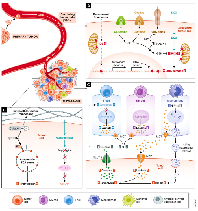 Nutrient metabolism and cancer in the in vivo context: a metabolic game ...