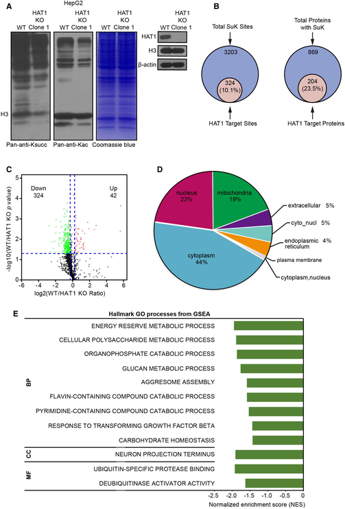 Histone acetyltransferase 1 is a succinyltransferase for histones and ...