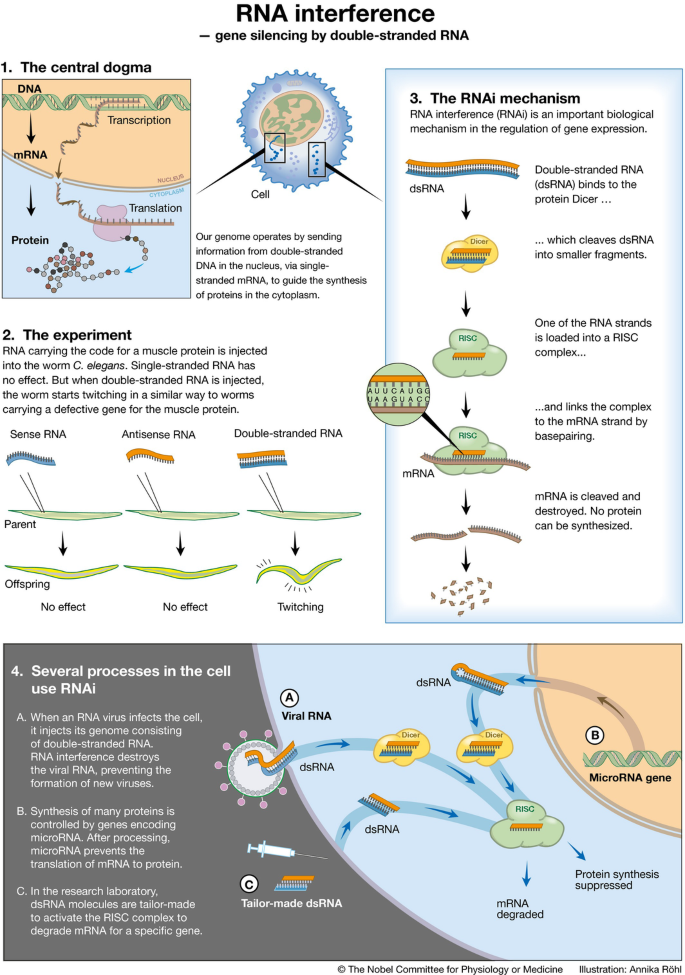 RNA to the rescue | EMBO Reports | Springer Nature Link