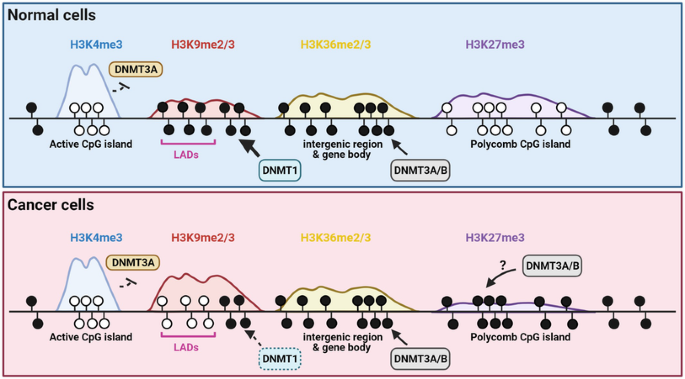 The interplay between DNA and histone methylation: molecular mechanisms ...