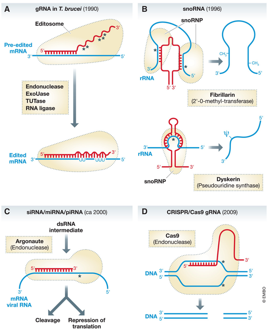 A short history of guide RNAs | EMBO Reports | Springer Nature Link