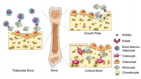 RANKL from bone marrow adipose lineage cells promotes osteoclast ...