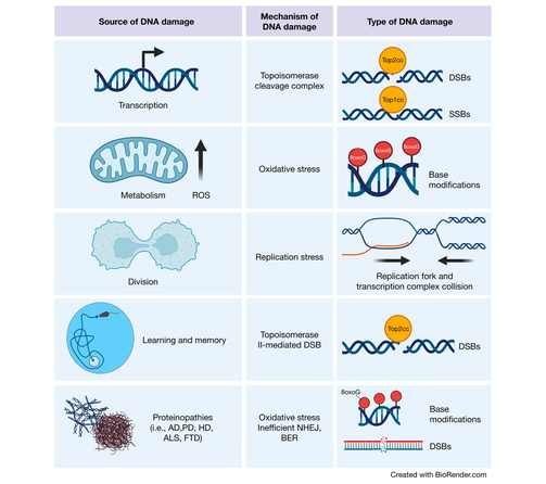 Dna Damage Graph Viruses Free Fulltext The Role Of The Dna Damage