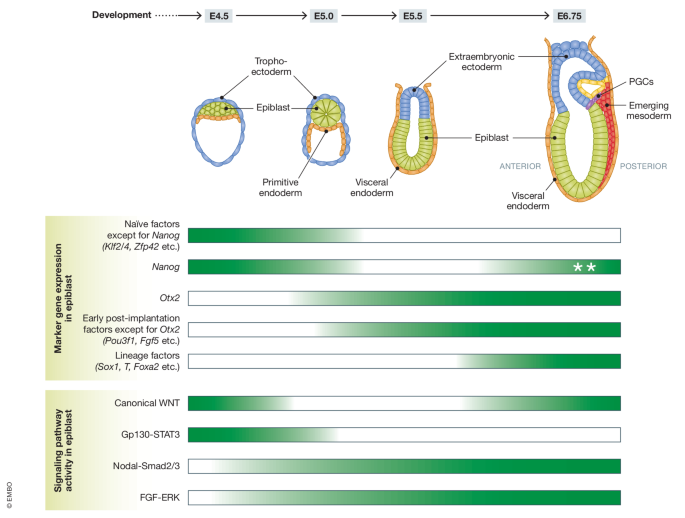 Stepwise pluripotency transitions in mouse stem cells | EMBO Reports ...