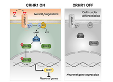 The CRHR1/CREB/REST signaling cascade regulates mammalian embryonic ...
