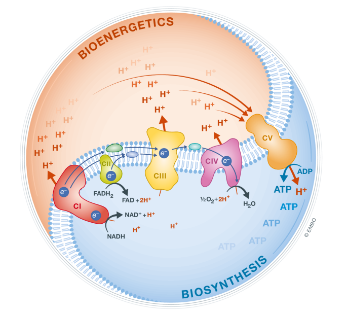 Bioenergetics of early life | EMBO Reports | Springer Nature Link