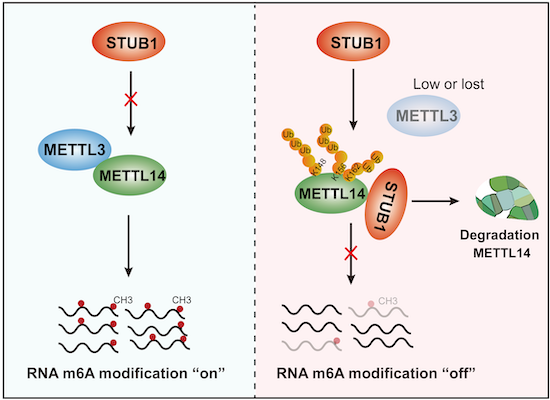 METTL3 protects METTL14 from STUB1‐mediated degradation to maintain m6A ...