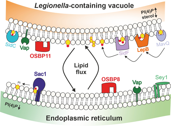 Legionella‐ and host‐driven lipid flux at LCV‐ER membrane contact sites ...