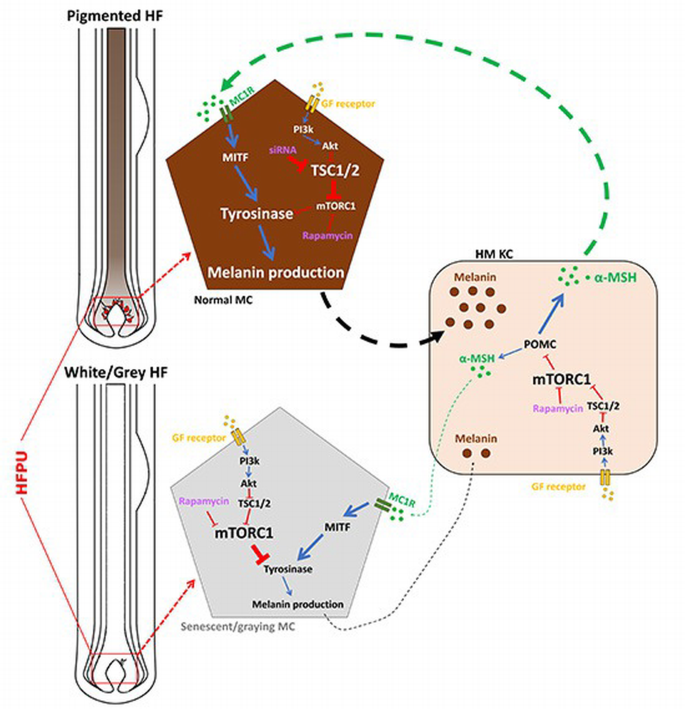 mTORC1 activity negatively regulates human hair follicle growth and ...