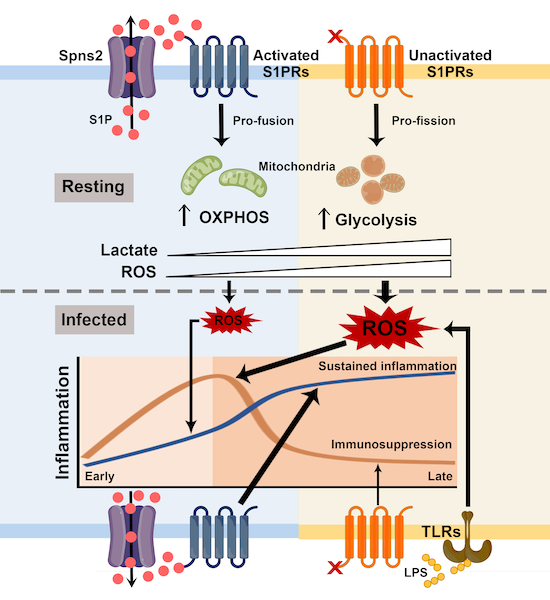 Spns2 Function Enhancing Spns2/S1P in macrophages alleviates hyperinflammation and ...
