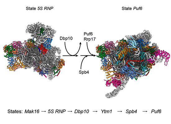 What Is Rnp10 Mechanism of 5S RNP recruitment and helicase‐surveilled rRNA maturation ...