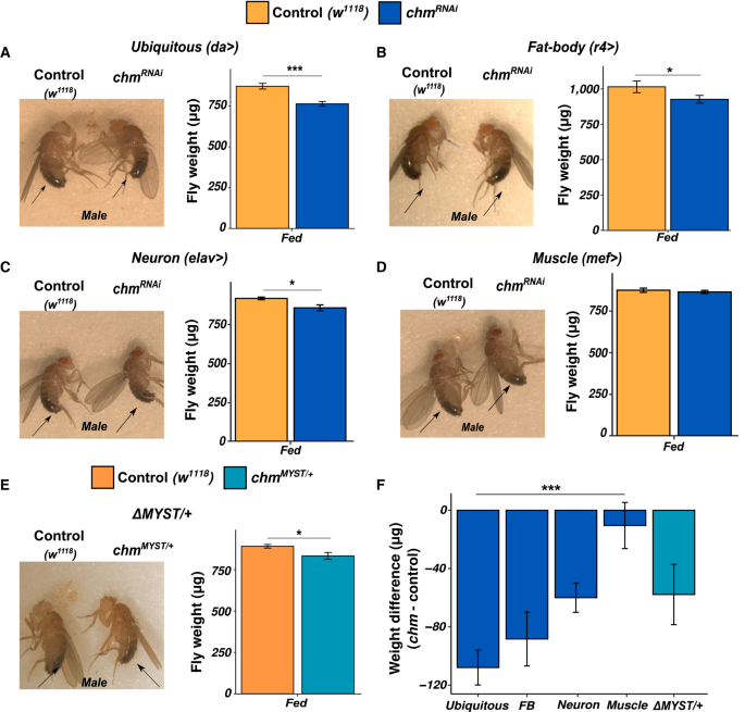 時に有益、時に有害:酵素カメオの二重の役割(Sometimes beneficial, sometimes damaging: the double role of the enzyme chameau)