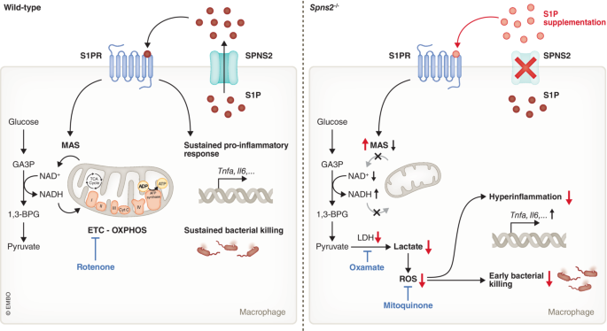 Spns2 Function Spns2/S1P: it takes two to tango with inflammation and metabolic ...