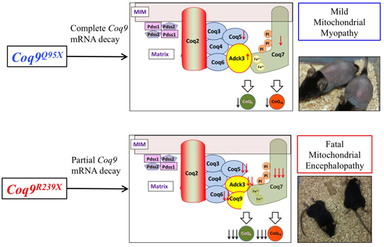 The clinical heterogeneity of coenzyme Q10 deficiency results from ...