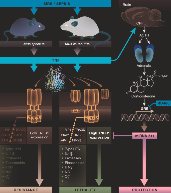 The fiendish behavior of TNF can be counteracted by microRNA | EMBO ...