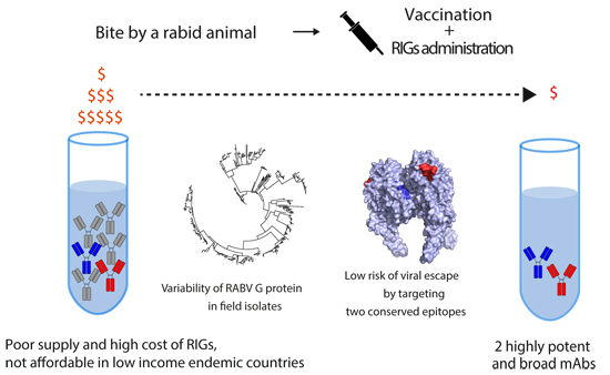 Development of broad‐spectrum human monoclonal antibodies for rabies ...