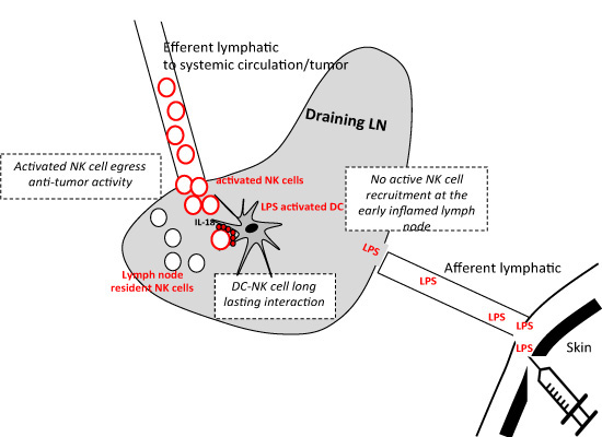 Prolonged contact with dendritic cells turns lymph node‐resident NK ...