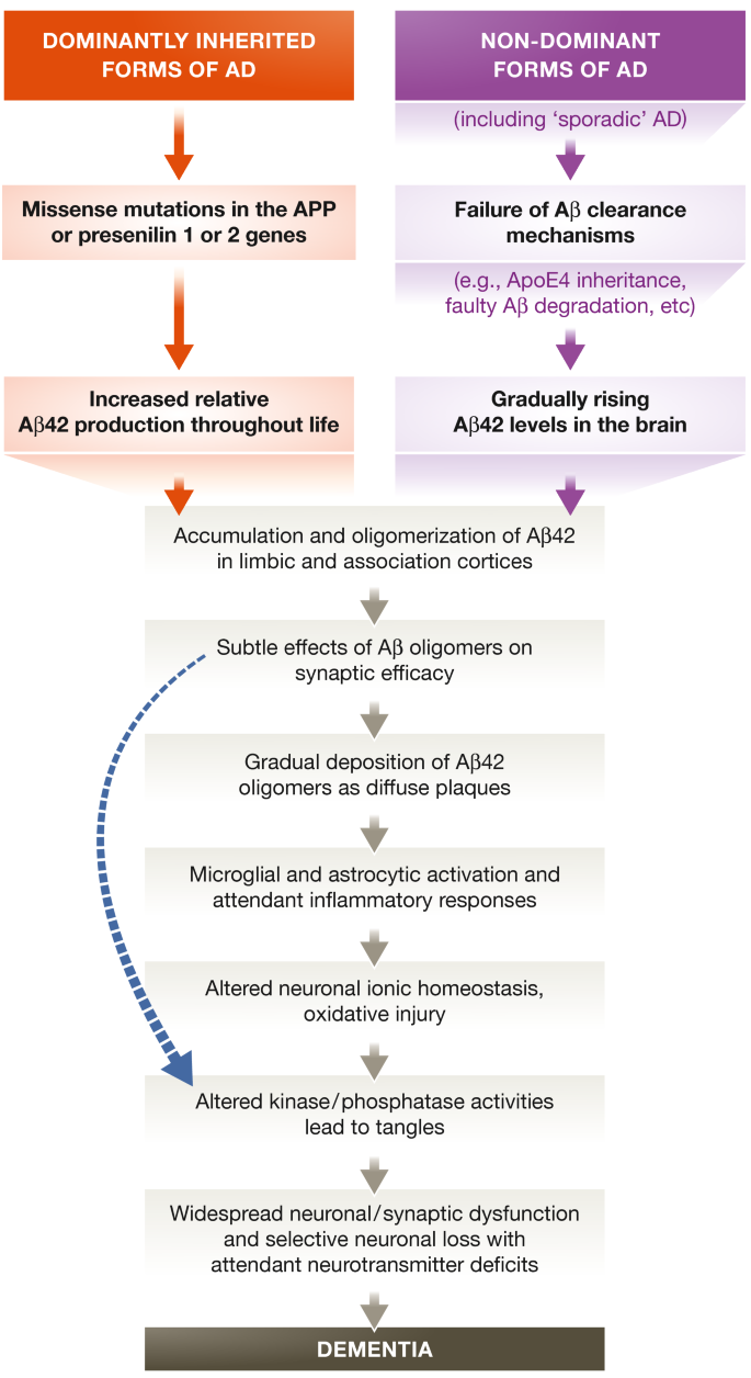 The amyloid hypothesis of Alzheimer's disease at 25 years | EMBO ...