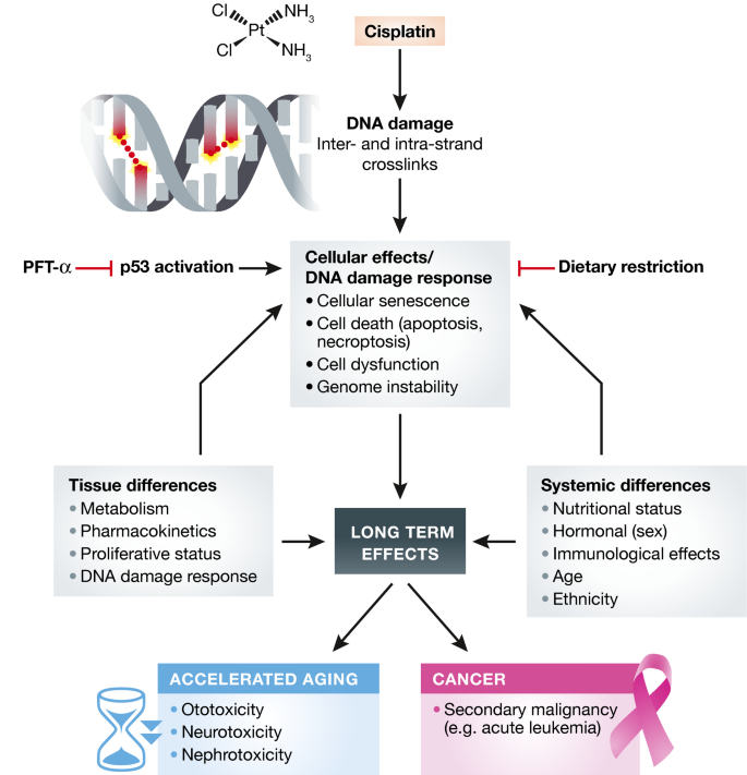 After surviving cancer, what about late life effects of the cure ...