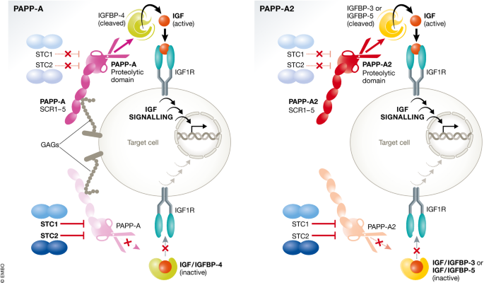 One level up: abnormal proteolytic regulation of IGF activity plays a ...