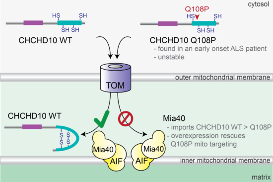 A novel CHCHD10 mutation implicates a Mia40‐dependent mitochondrial ...