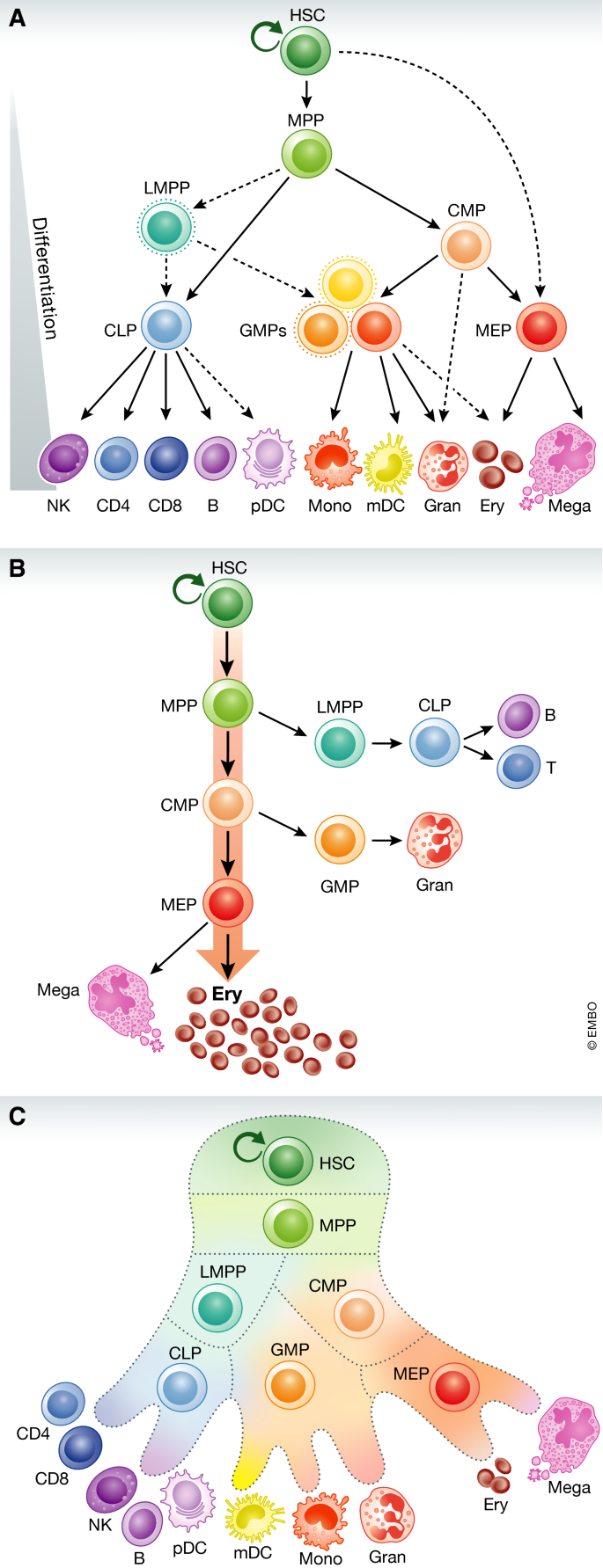 The genetics of human hematopoiesis and its disruption in disease ...